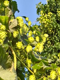 Hopfenlik&ouml;r Holledauer LandGlust Reifer Hopfen